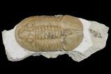 Valdaites Trilobite From Russia - Rare Species #165439-1